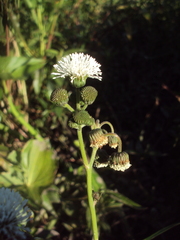 Gymnocoronis spilanthoides