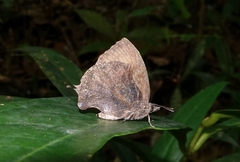 Mahathala ameria