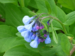 Mertensia virginica