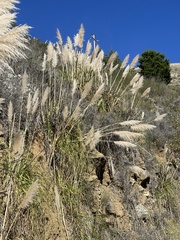 Cortaderia jubata