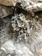Myriopteris parryi image