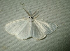 Cabera variolaria