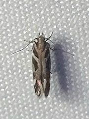 Aristotelia roseosuffusella