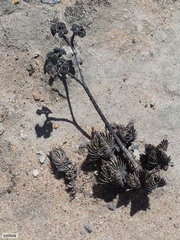 Crassula alpestris