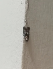 Pyralidae