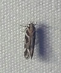 Aristotelia roseosuffusella