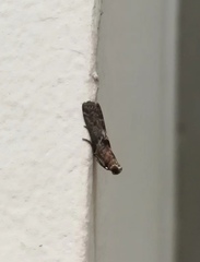 Pyralidae
