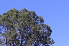 Juniperus deppeana deppeana