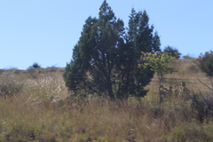 Juniperus deppeana deppeana