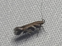 Aristotelia roseosuffusella