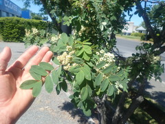 Sorbus commixta