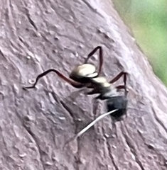 Polyrhachis rufifemur