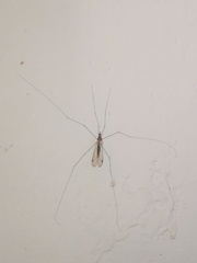 Megistocera