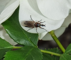 Dilophus nigrostigma