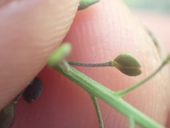 Lepidium pseudotasmanicum