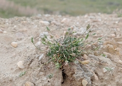 Poa maniototo