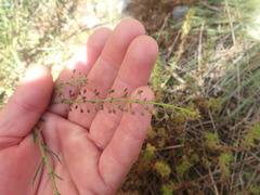 Lepidium pseudotasmanicum
