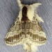Lappet Moths - Photo (c) joannerusso, some rights reserved (CC BY-NC), uploaded by joannerusso