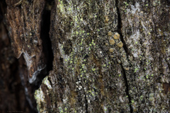 Caloplaca cerina