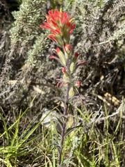 Castilleja affinis