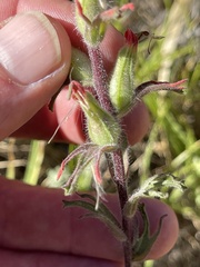 Castilleja affinis