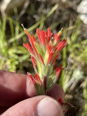 Castilleja affinis