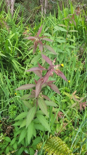 Spiraea japonica