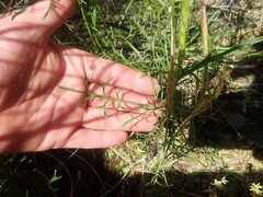 Lepidium pseudotasmanicum