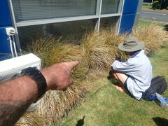 Lepidium pseudotasmanicum