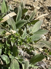 Phacelia imbricata