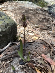 Cryptostylis erecta