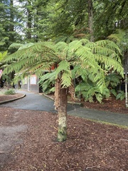 Dicksonia fibrosa