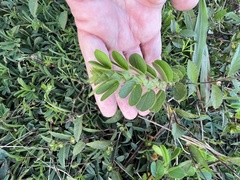 Image of Chamaecrista rotundifolia
