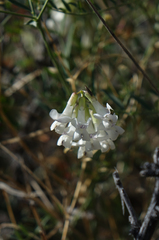 Vicia costata