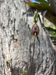 Cryptostylis erecta