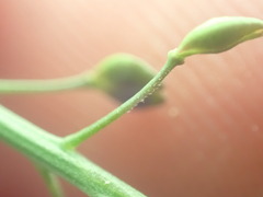 Lepidium pseudotasmanicum