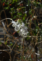 Vicia costata