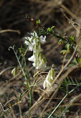Vicia costata