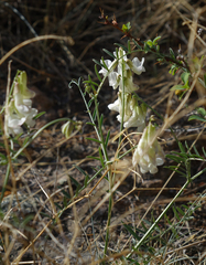 Vicia costata