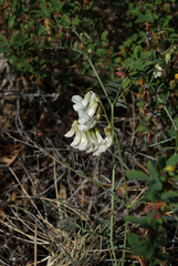 Vicia costata