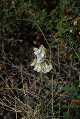 Vicia costata