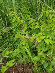 Antigonon leptopus