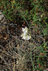 Vicia costata