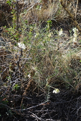 Vicia costata