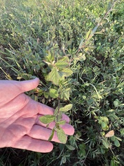 Mesosphaerum suaveolens