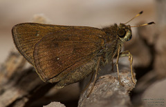 Decinea percosius