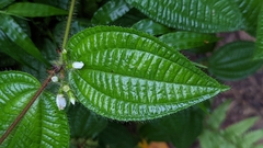 Miconia