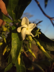 Tabernaemontana catharinensis