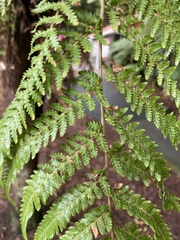 Dicksonia fibrosa