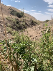 Scrophularia desertorum